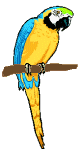 parrot picha-za-michoro-gif